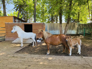 Малышка-пони Зоя, гусь-охранник Гриша и индюк-жених Колян: гжельский зоопарк показал миру своих новых обитателей