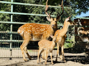 Малышка-пони Зоя, гусь-охранник Гриша и индюк-жених Колян: гжельский зоопарк показал миру своих новых обитателей